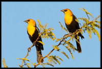 Yellow-headed Blackbird