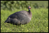 Guinea Fowl