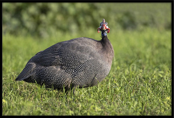 Guinea Fowl