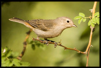 Lucy's Warbler