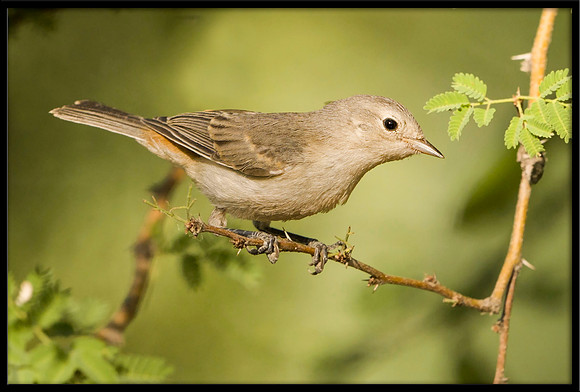 Lucy's Warbler