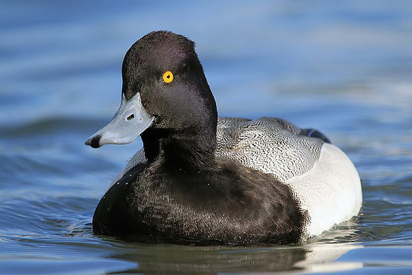 Lesser Scaup