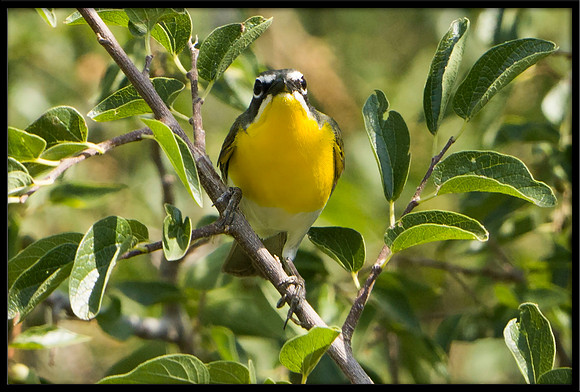 Yellow-breasted Chat