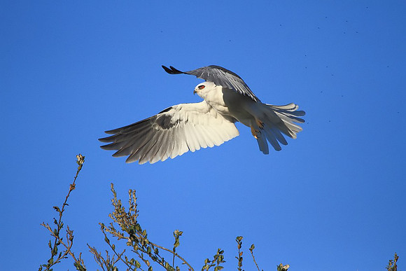 White-tailed Kite