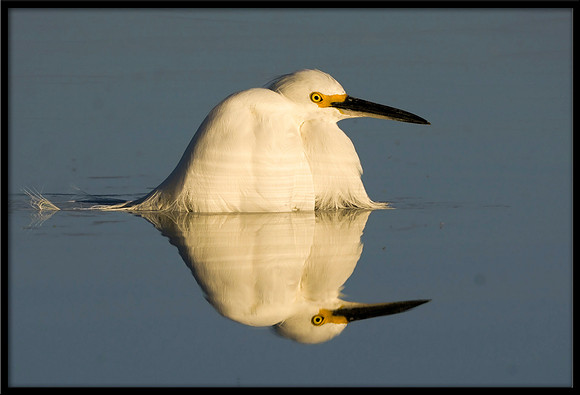 Snowy Egret