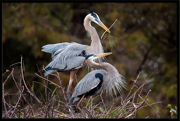 Great Blue Herons at nest