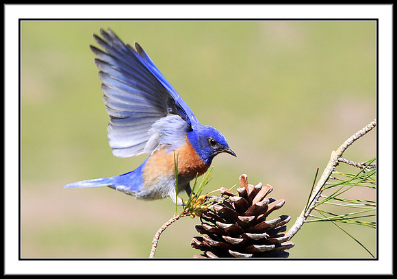 Western Bluebird