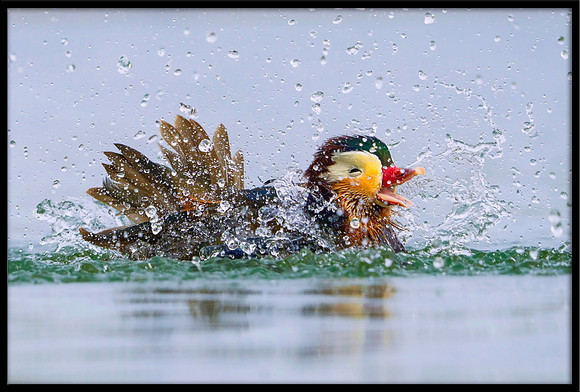 Mandarin Duck