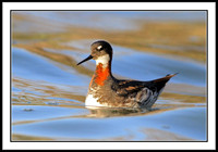 Red-necked Phalaropes