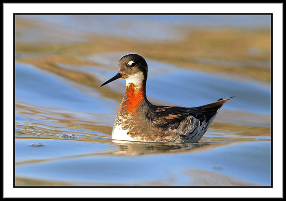 Red-necked Phalarope