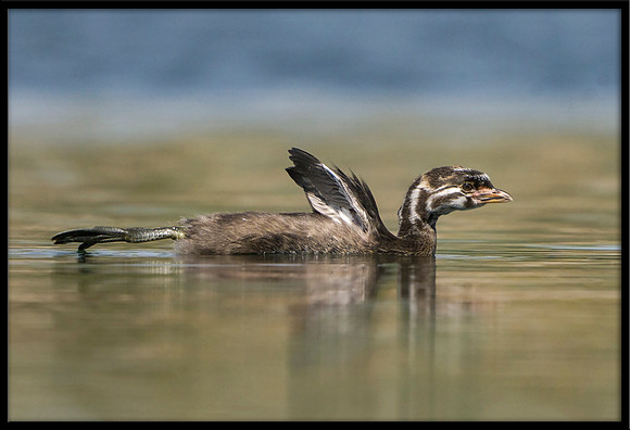 Pied-billed Grebe