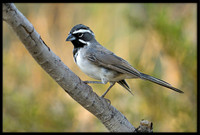 Black-throated Sparrow
