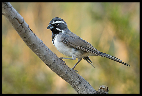 Black-throated Sparrow