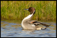 Northern Pintail