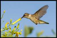 Anna's Hummingbird