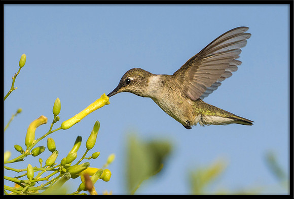 Anna's Hummingbird