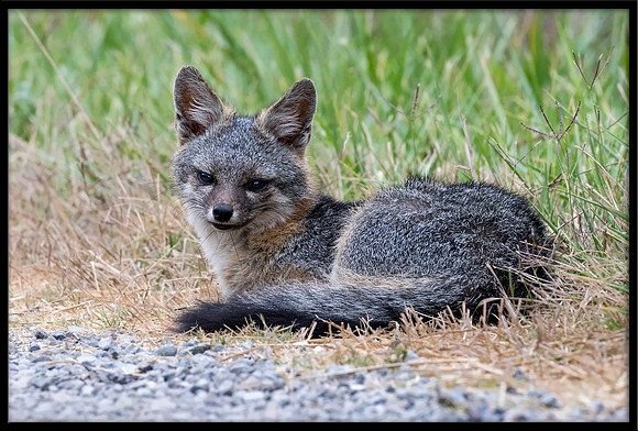 Grey Fox