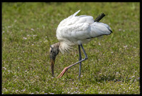 Wood Stork