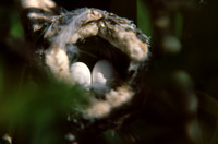 Hummingbird eggs in nest