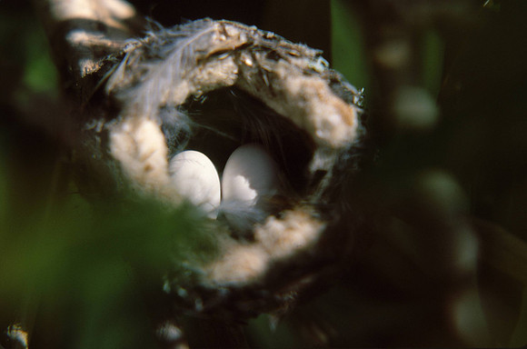 Hummingbird eggs in nest