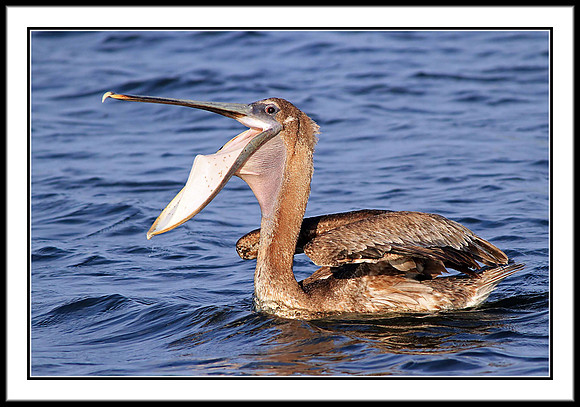 Brown Pelican