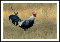 Red Junglefowl