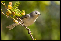 Lucy's Warbler