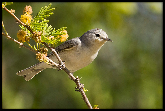 Lucy's Warbler