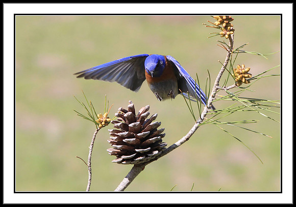Western Bluebird