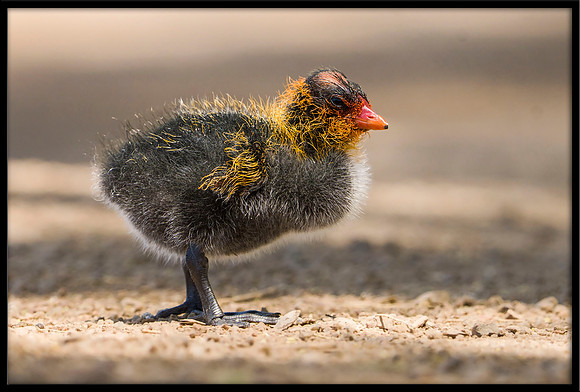 American Coot