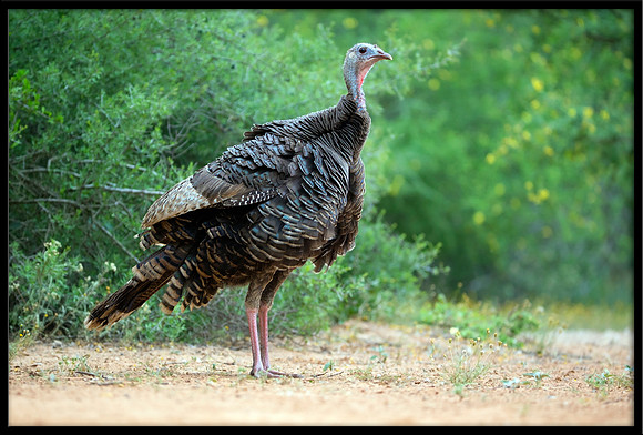 Wild Turkey
