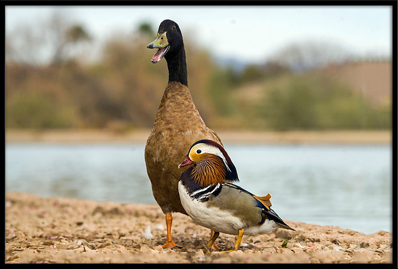 Mandarin Duck with best friend Khaki-Campbell Mallard Duck
