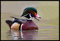 Wood Duck