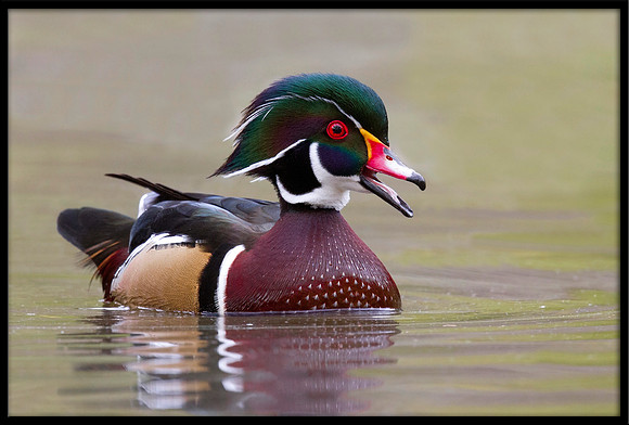 Wood Duck