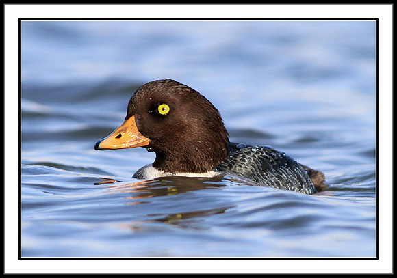Barrows Goldeneye (female)