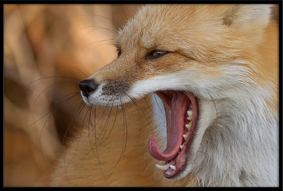Red Fox