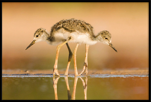 Black-necked Stilt chick