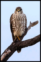 Merlin