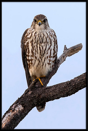 Merlin
