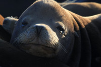 Sea Lion