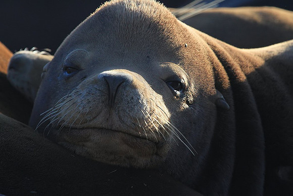 Sea Lion