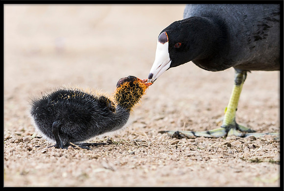American Coot