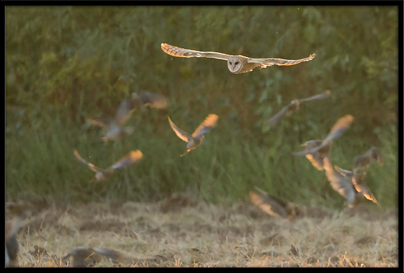 Barn Owl