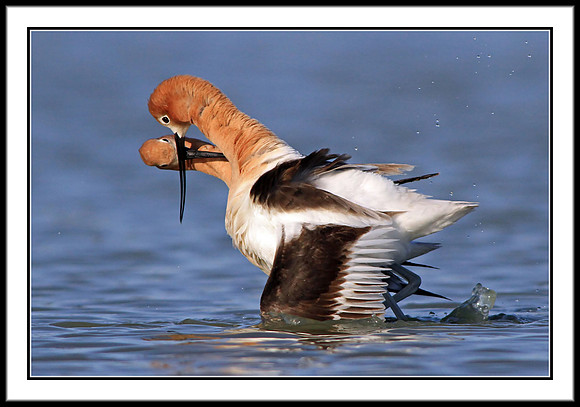 Avocets mating
