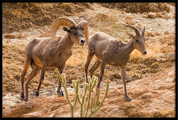 Desert Bighorn