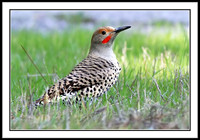 Northern Flicker