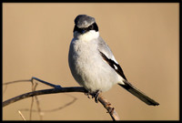 Loggerhead Shrike