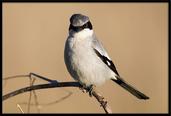 Loggerhead Shrike