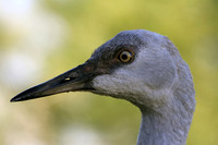 Sandhill Crane portrait