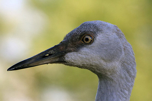 Sandhill Crane portrait